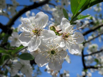 Spring sour cherry Free photos