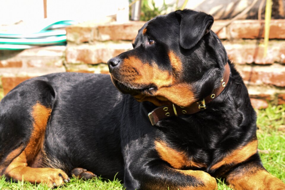 Pet animalia domestic