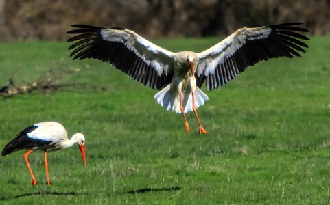 White stork birding wildlife photo