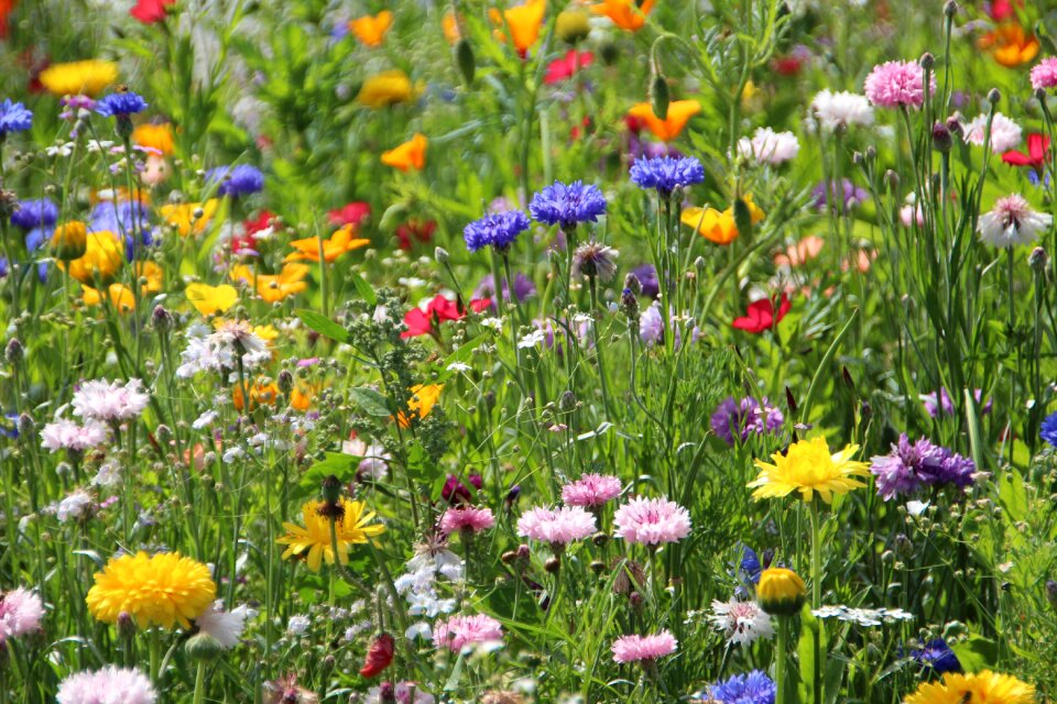 Plant nature field