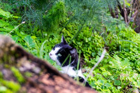 Grass tree cat photo
