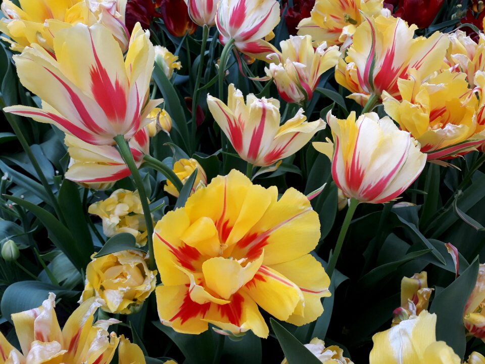 Tulip nature leaf