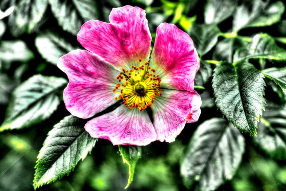 Garden flower summer
