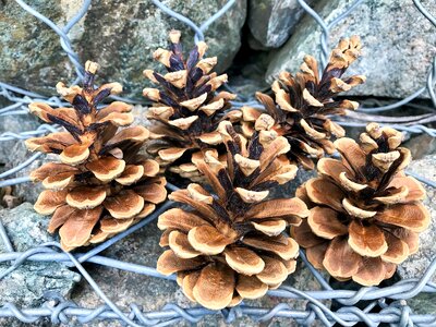 Pine cones stones evergreen tree