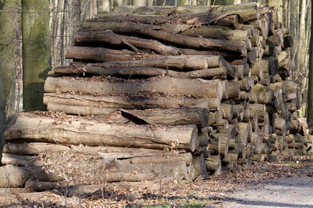 Stack growing stock tribe photo