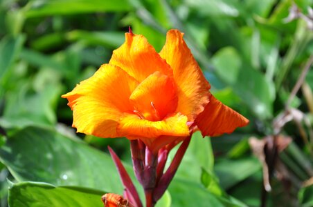 Flower plant leaf photo