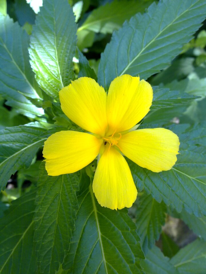 Summer flower garden