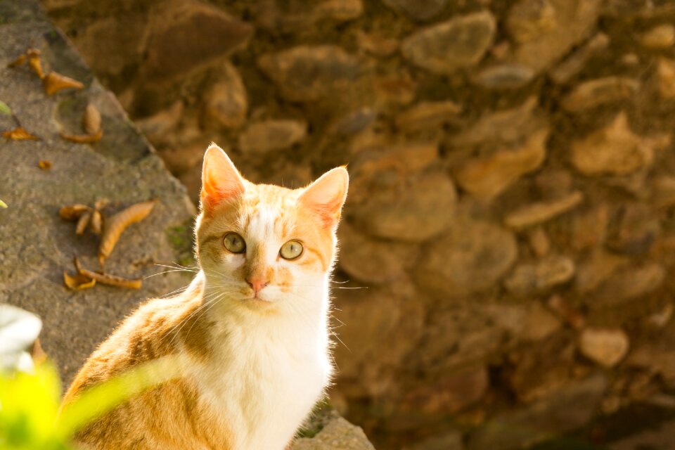 Cute cat