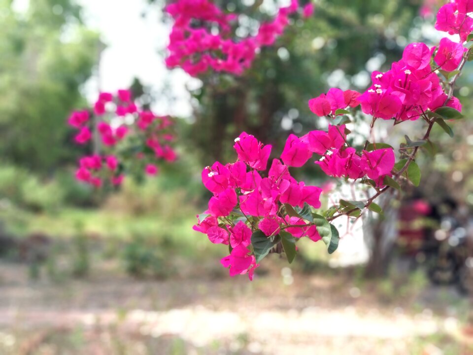 Paper flower the garden Free photos
