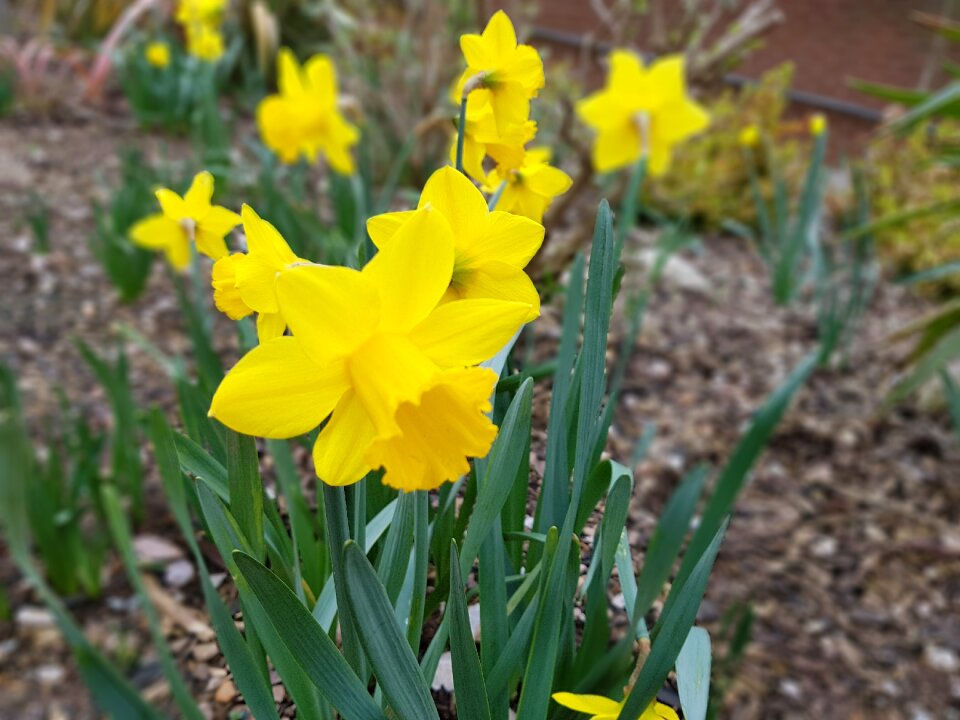 Garden leaf easter