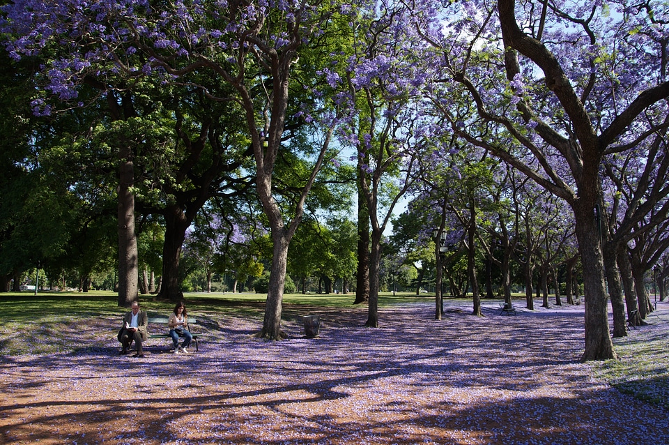 Violet lilac landscape