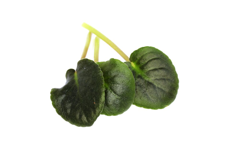 Leaves healthy stand-alone