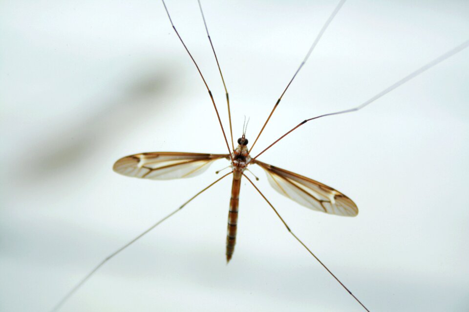 Mosquito jesus creation
