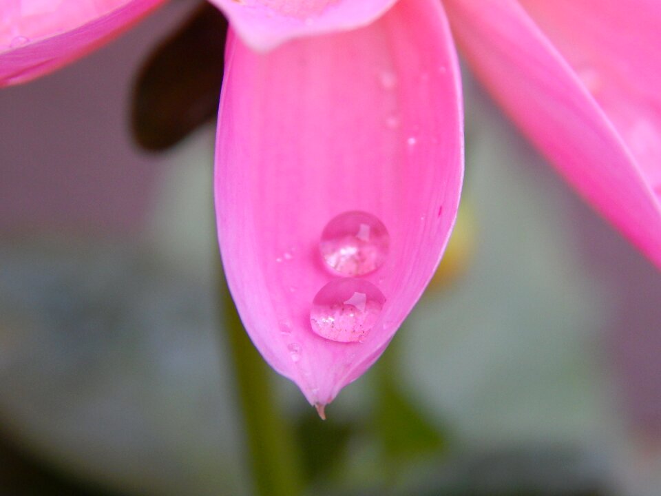 Pearl drops macro