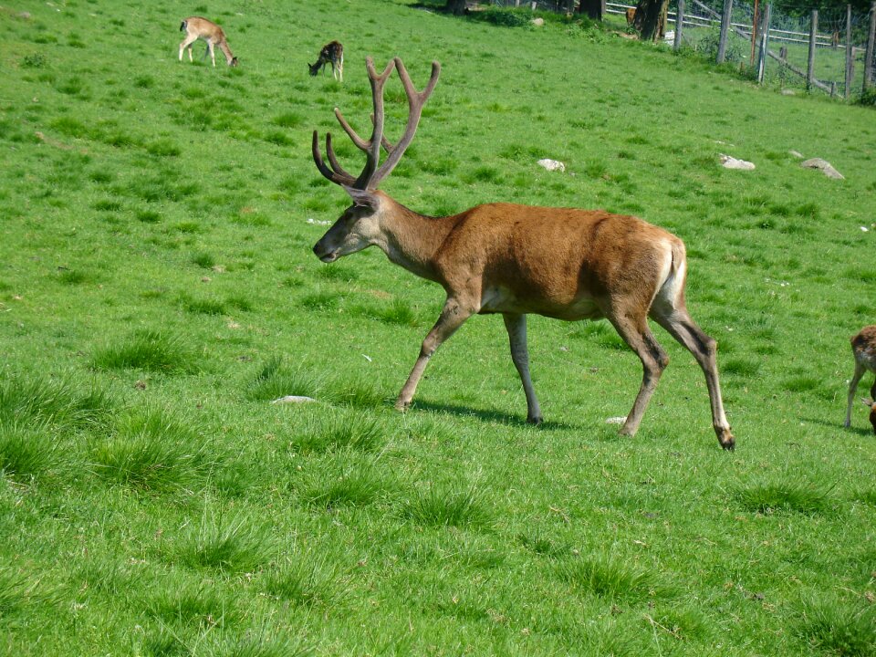 Meadow hirsch field