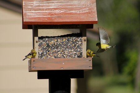 Feeder bird bird feeder photo