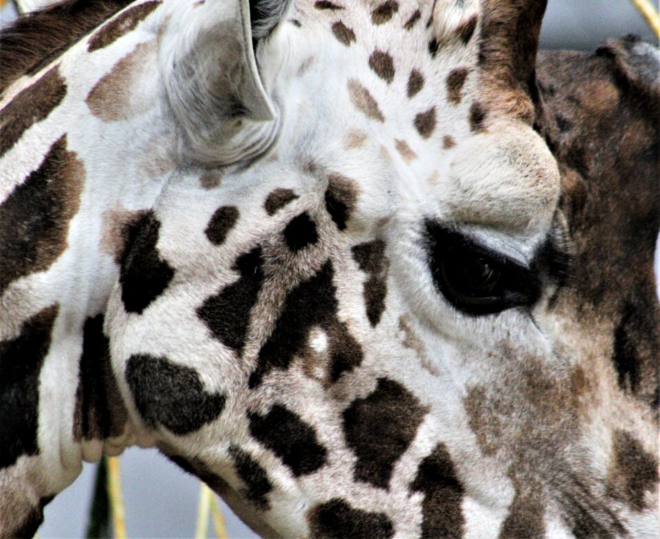 Nature giraffe zoo