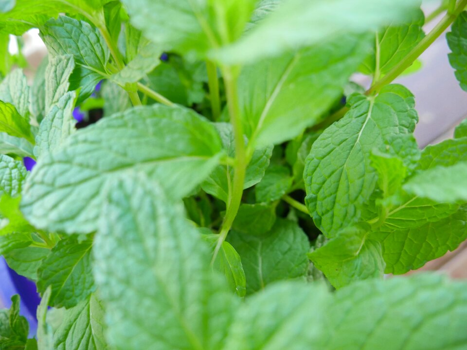 Herb plant leaves