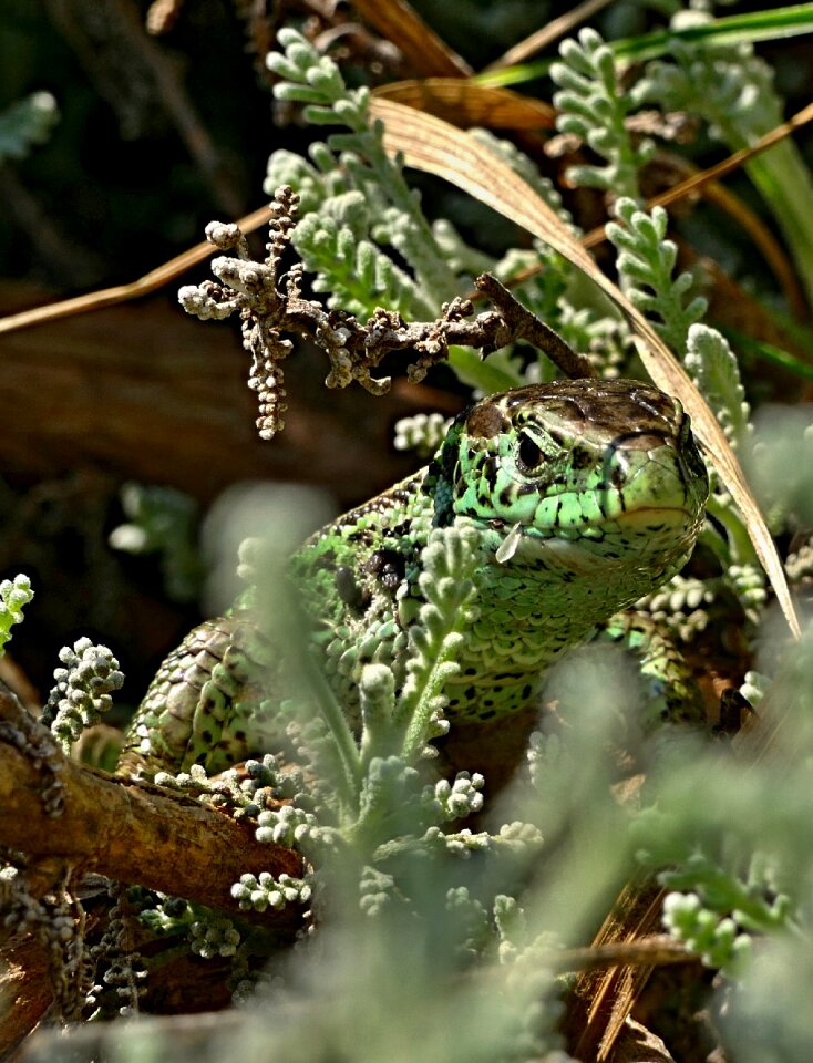 Lizard animal nature