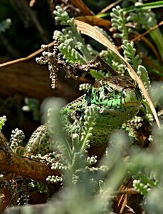 Lizard animal nature