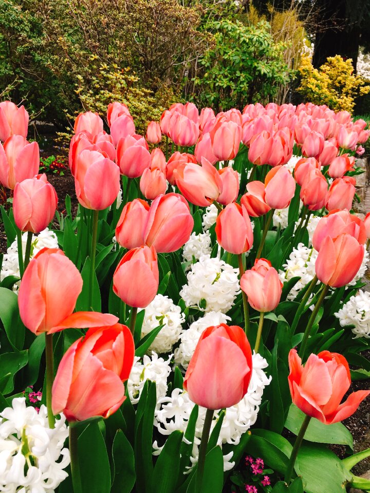 Flora garden butchart gardens