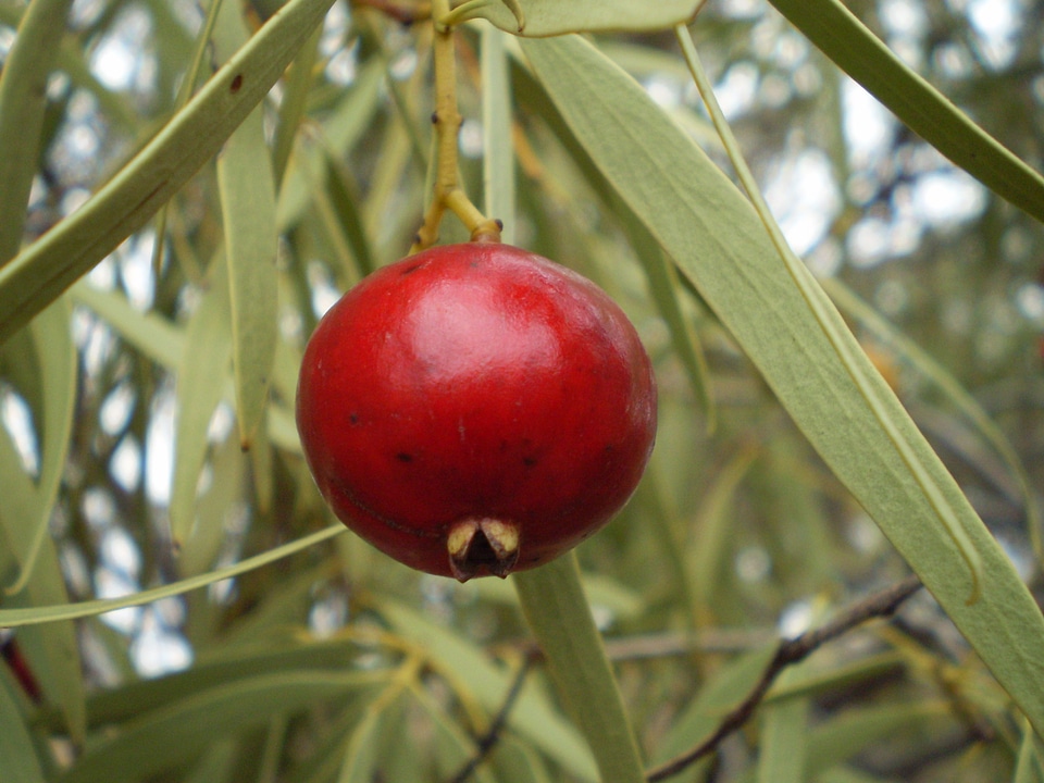 Native peach bush australia