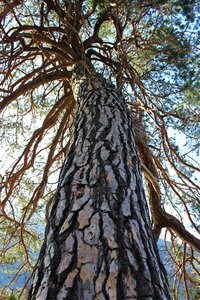 Wood nature huge photo