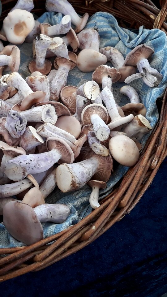 Basket eat nature