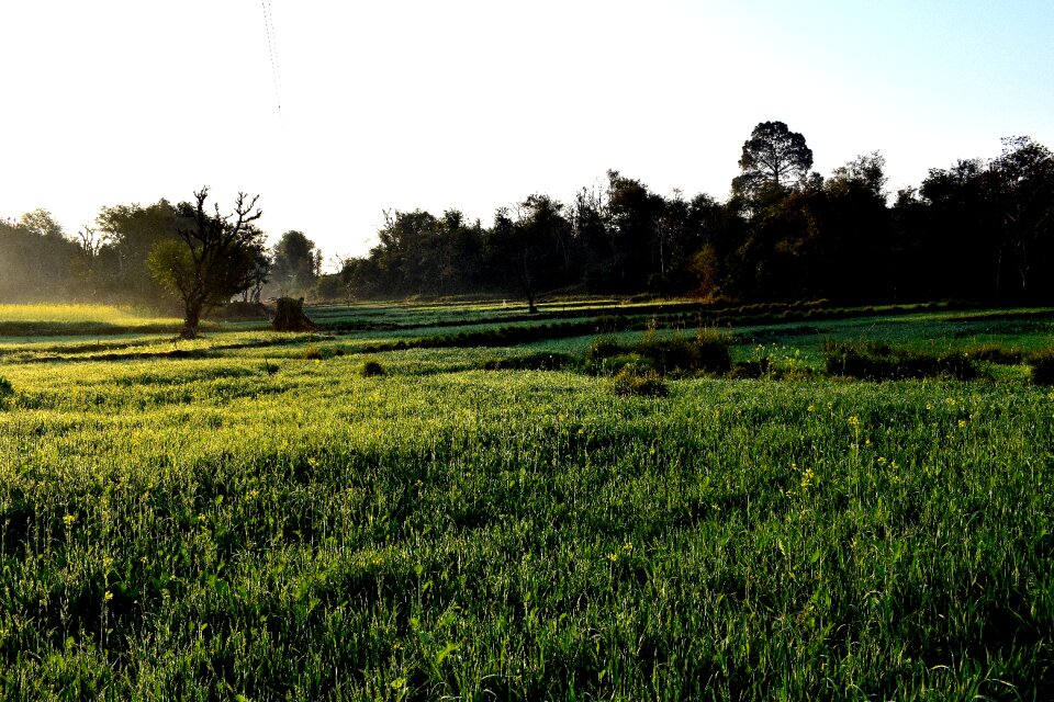 Agriculture grass farm