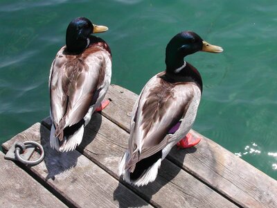 Bird waters duck