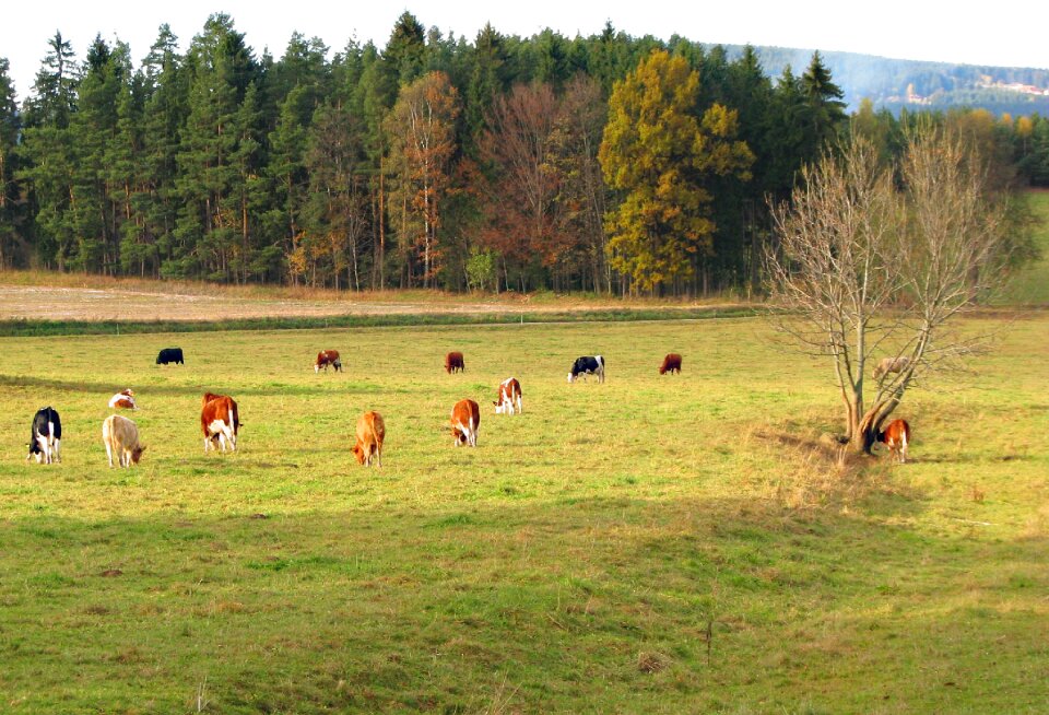 Agriculture meadow countryside