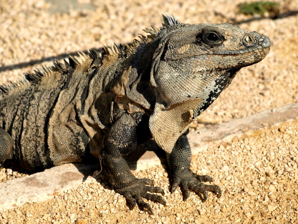 Wild reptile lizard