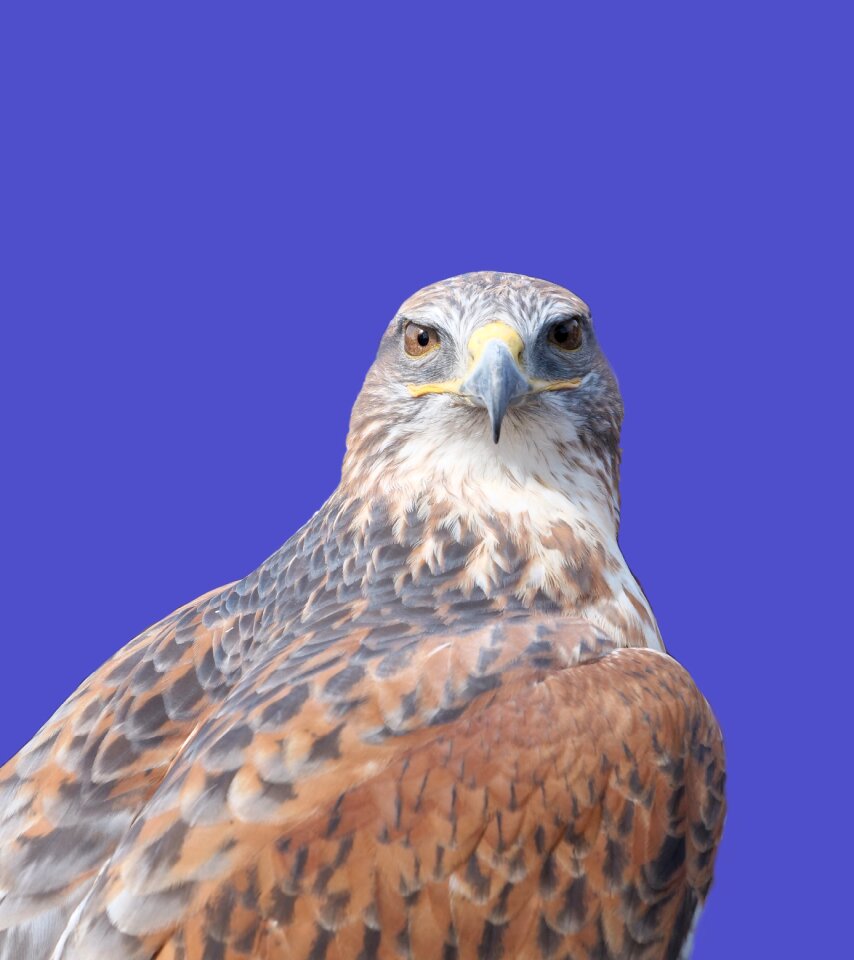 Hawk falcon predator