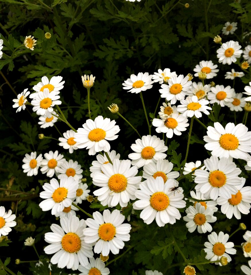 Nature summer floral