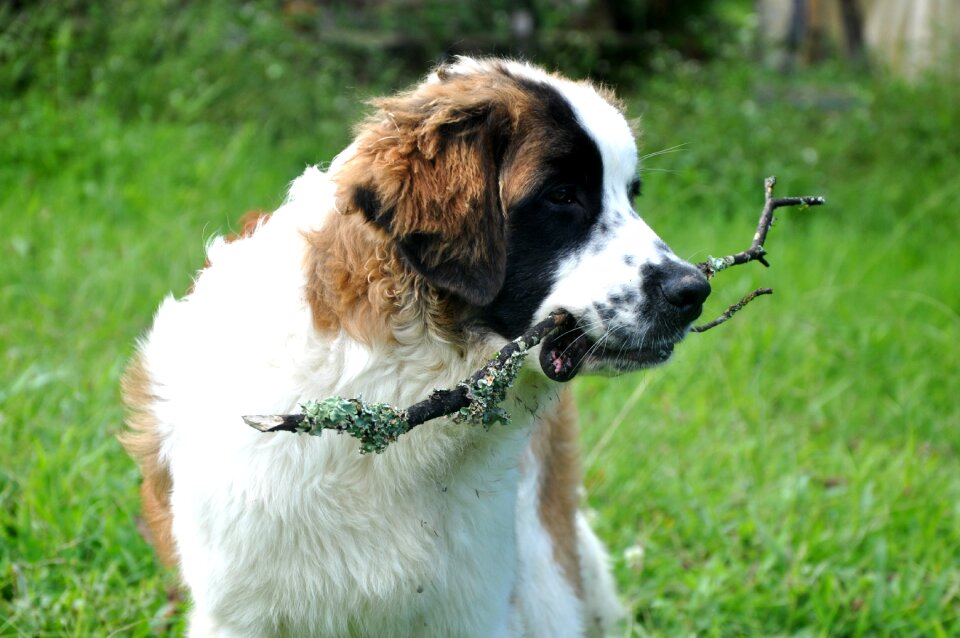 Nature animal big dog