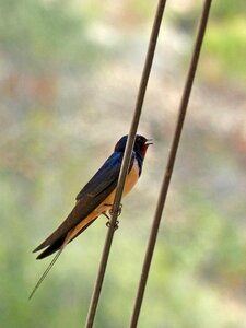 Singing cables birds