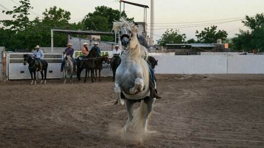 Livestock equine sport