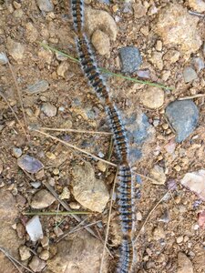 Insect chain