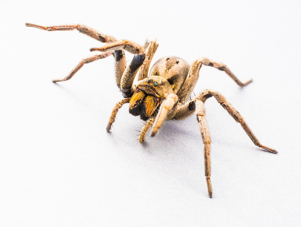 Arachnid insect close up