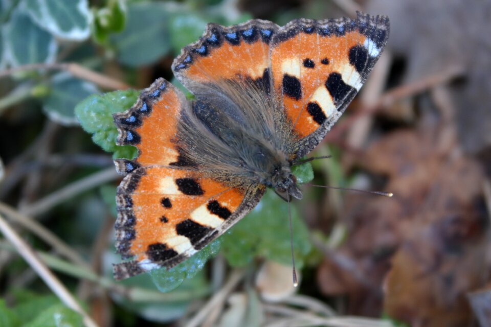 Insect animals at the court of