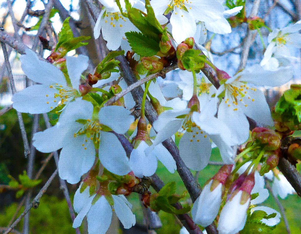 Flower tree branch