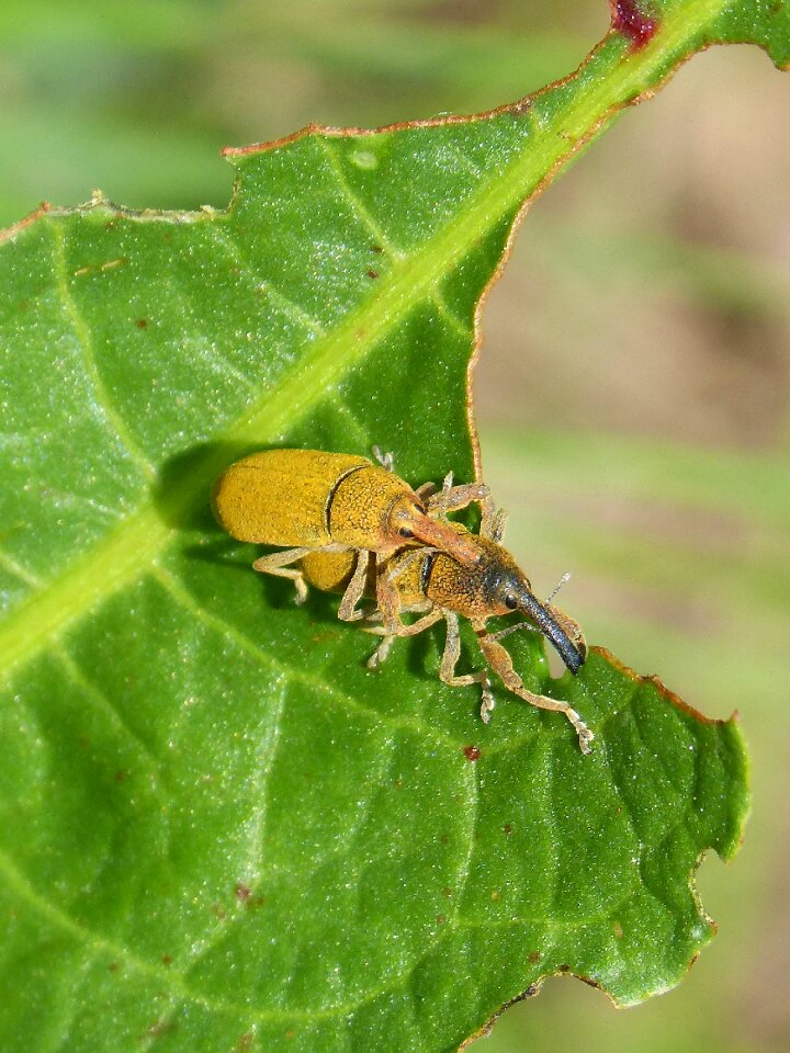 Insect breeding nature insect