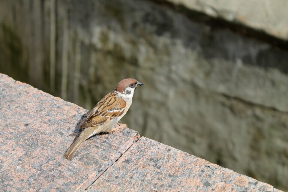 Bird sparrow Free photos