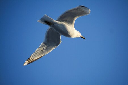 Seagulls flight sky photo