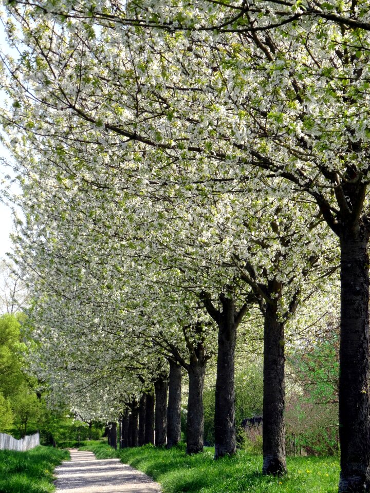 Tree esslingen cherries hump