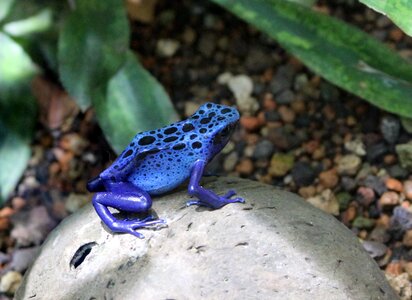 Frog tropical poison frog