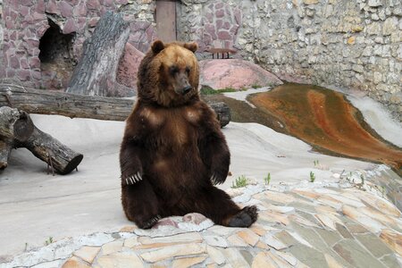Bear brown bear Free photos