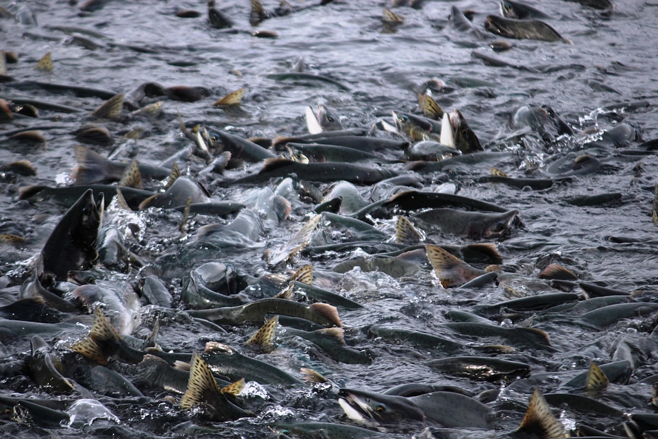 Salmon migration valdez alaska