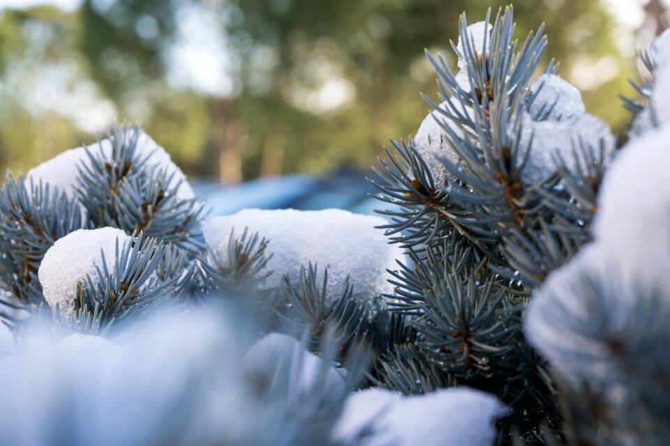 Christmas snow wallpaper