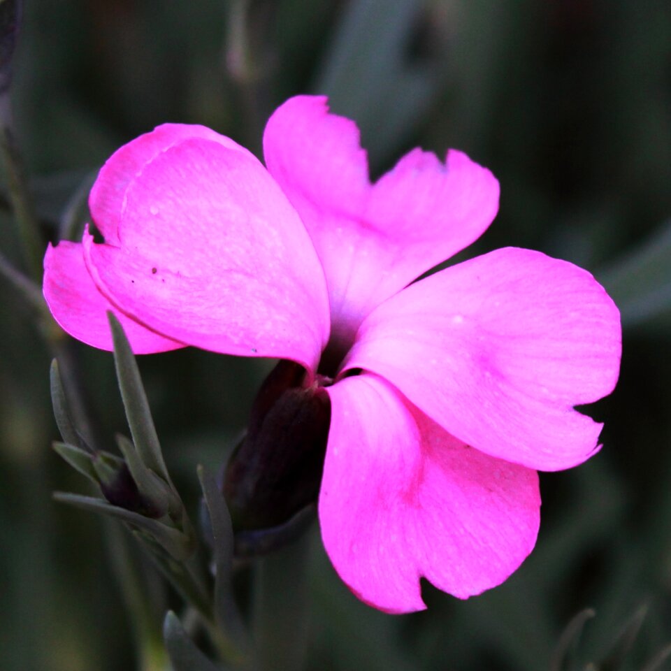 Garden flowers bright